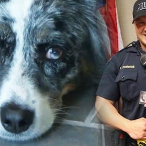 Instead of Shooting a Dog that Just Bit Him, This Cop Soothed It and Set the Bar for Cops Nationwide