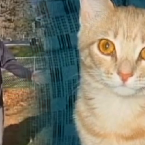 Cop Shoots Family’s Cat to Death and Then Orders Them to “Clean Up the Mess”
