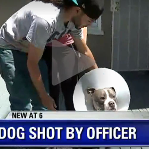 Couple Furious After Cops Go to Wrong Home and Shoot their Dog, Ridicule them for Grieving