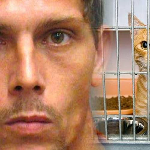 Cops Shoot Man to Death After He Didn’t Show ID While Rescuing Cat: Report