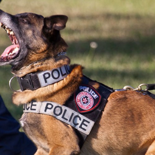 Man Found Guilty and Sent to Prison for 19 Years for Injuring Police Dog