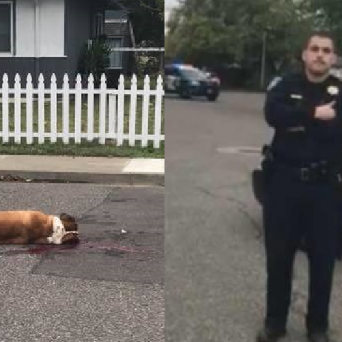 Witness Accounts Clash With Police Report in Shooting of 2 St. Bernard Dogs