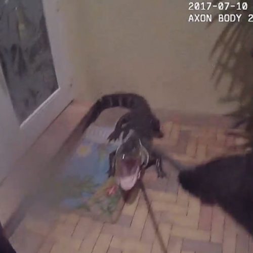 WATCH: Florida Cop Grapples With 6-Foot Gator on Front Porch of Boynton Home