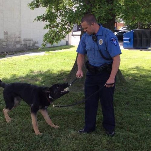 K-9 Training Director Says Police Dogs Would Have to be Killed if Illinois Legalizes Pot