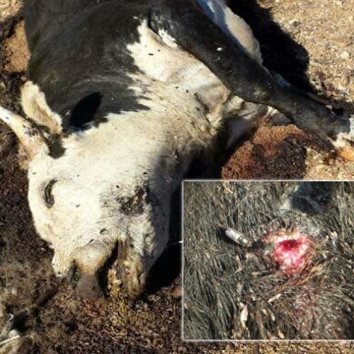 Officers Starved and Shot Rancher’s Animals to Death and Threw Corpses in Holes