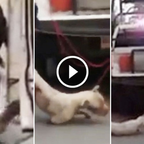 Heart-Wrenching Video Shows Cops Strangling Pet Dog to Death to “Save on Paperwork”