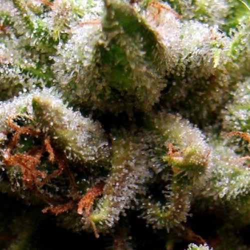 Judge Overturns Marijuana Conviction: “Clippings Are Not Plants”