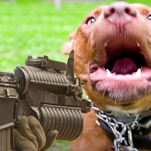 Police Shoot 2 Dogs Dead After 3 Pit Bulls Attacked Man