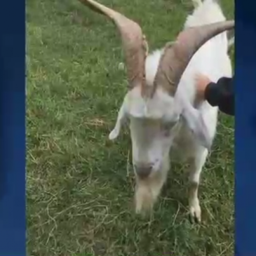 Portland Farmer Upset After Washington Co. Deputy Shot and Killed His Goat