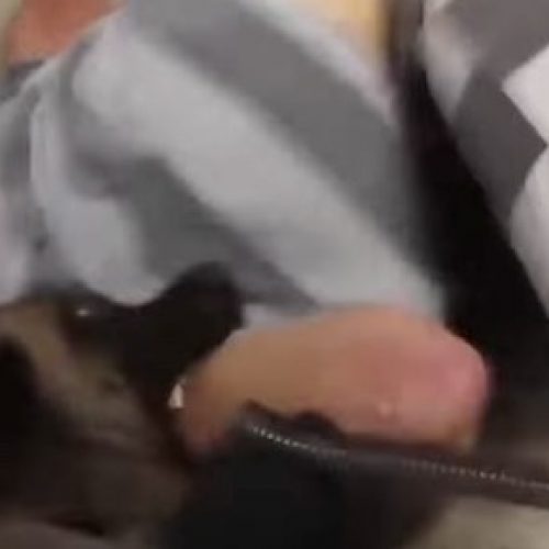 WATCH: K9 Unit Savagely Attacks A Mentally Ill Prisoner And Almost Bites His Arm Off