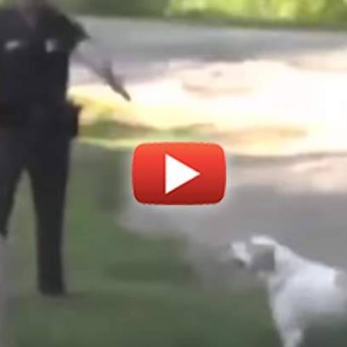 WATCH: Mother Assaulted, Arrested After Stepping in Front of a Cop Who was About to Shoot Her Dog
