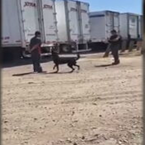 WATCH: Arizona Cop Picks up K9 and Charges Suspect When Dog Fails to Attack