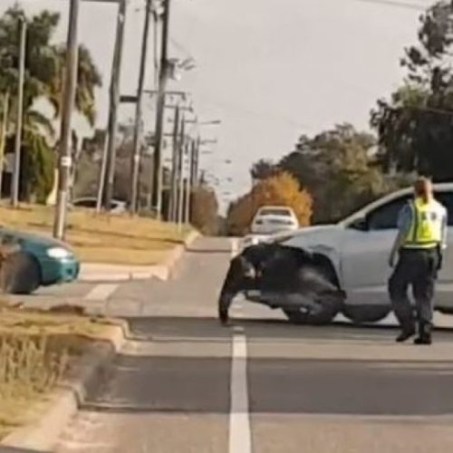 WATCH: Australian Police Car Veers Across Road and Hits Aboriginal Man